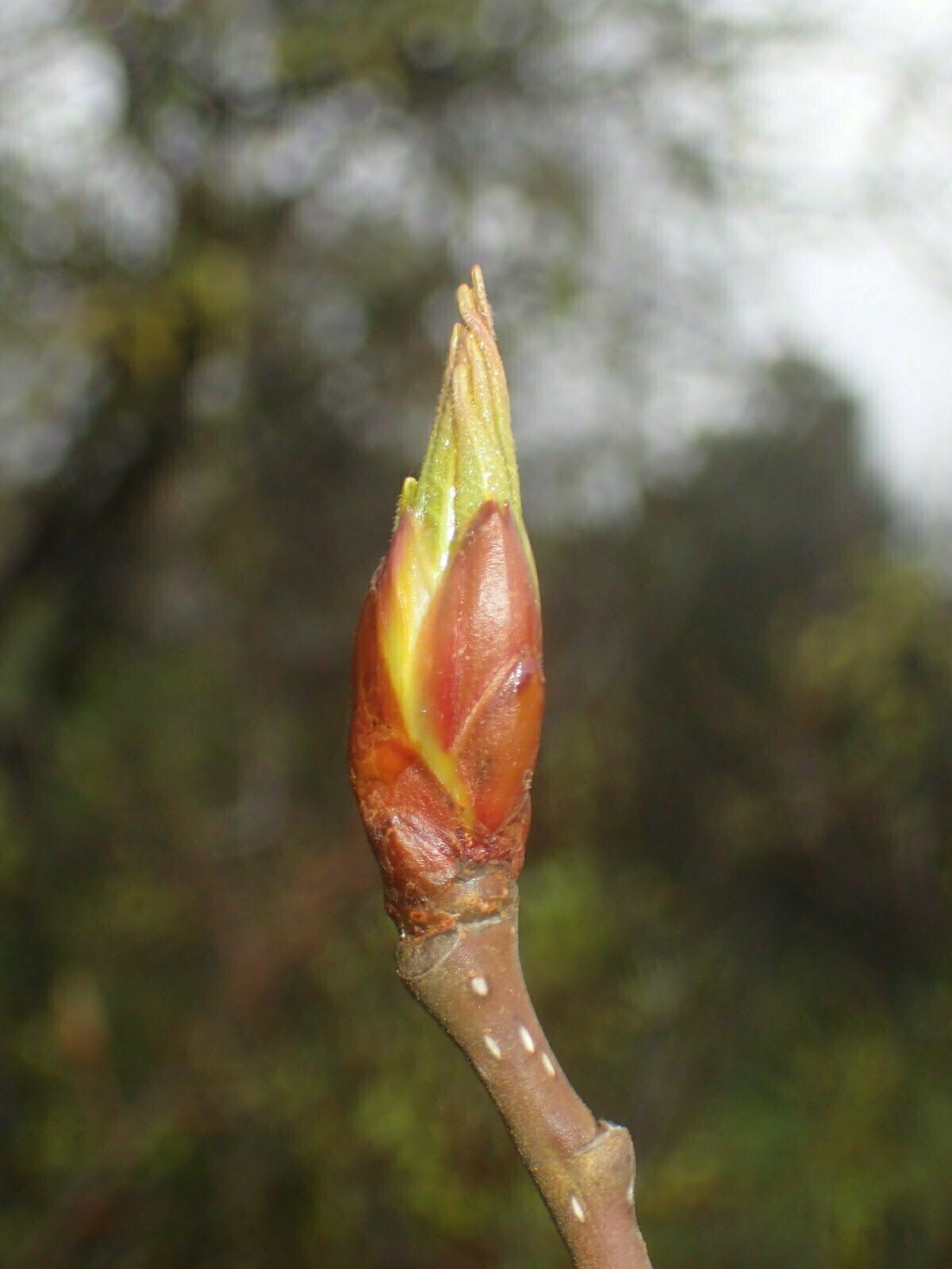 High Resolution Populus trichocarpa Bud